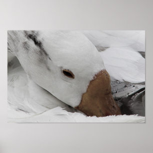 Gänsegesicht Poster