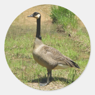 Gänsehaufkleber Runder Aufkleber