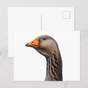 Gänsehaut Postkarte