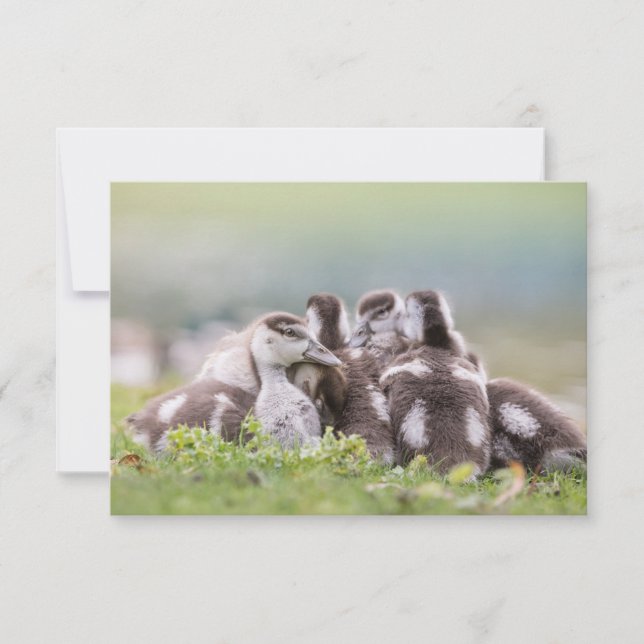 Gänsehuchskarte (Vorderseite)