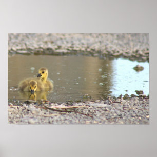 Gänseküken-Fotoplakat Poster