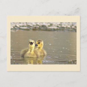 Gänseküken-Fotopostkarte Feiertagspostkarte