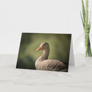 Gänsenatur-Foto Karte