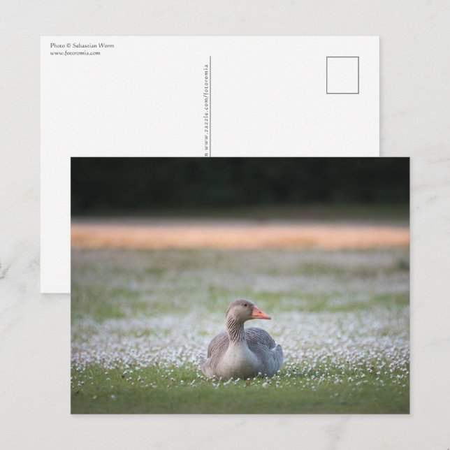 Gänsenatur-Foto Postkarte (Vorne/Hinten)