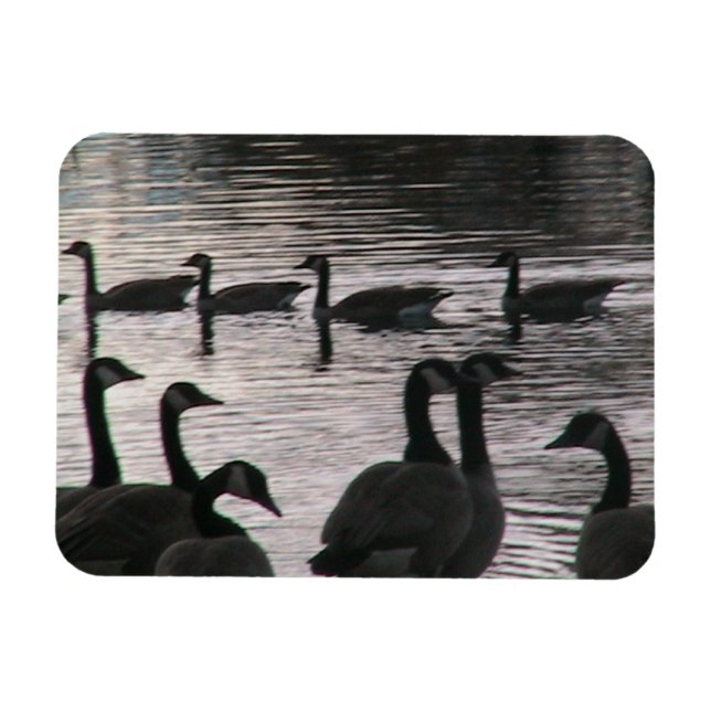 Gänsenmagnet Magnet (Horizontal)