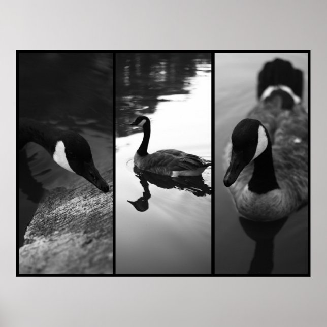 Gänseposter Poster (Vorne)