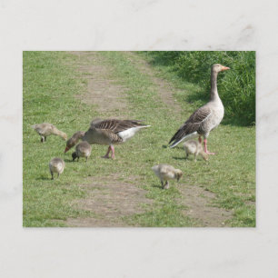 Gänserfamilie DIY Postkarte
