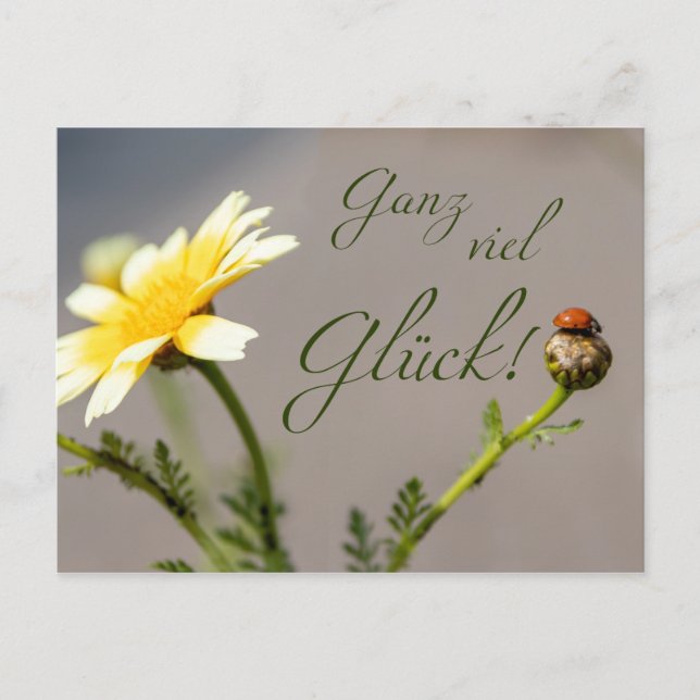 Ganz viel Glück - mit Marienkäfer! Postkarte (Vorderseite)