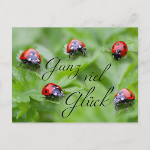 Ganz viel Glück - mit Marienkäfern! Postkarte