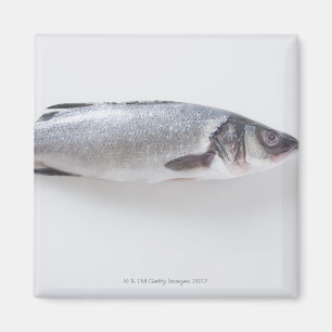Ganze branzini Fische Magnet