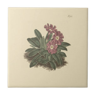 Ganze hinterlassene Primrose Botanische Illustrati Fliese