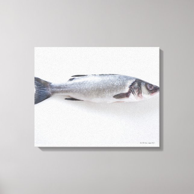 Ganzer Zwergfisch Leinwanddruck (Vorderseite)