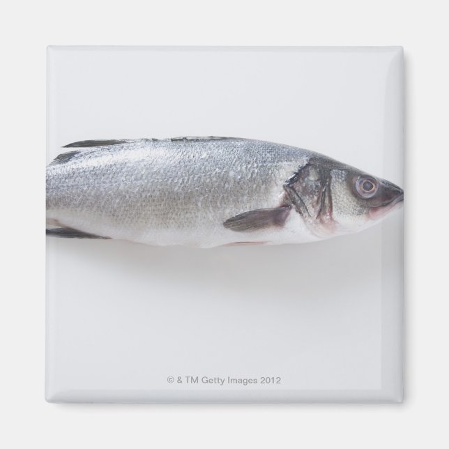 Ganzer Zwergfisch Magnet (Vorne)