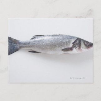 Ganzer Zwergfisch Postkarte