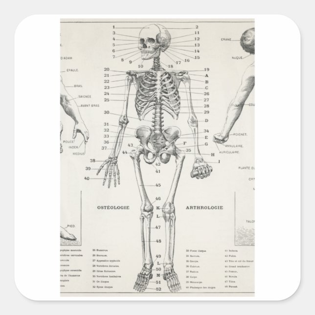 Ganzkörperskelett - Vintage Anatomie Quadratischer Aufkleber (Vorderseite)