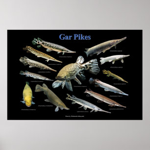 Gar Pikes Poster