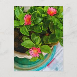 Garden Baby Sun Rose Pflanze in einem Topf Postkarte