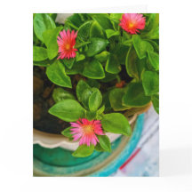 Garden Baby Sun Rose Pflanze in Pot geflochtene Be