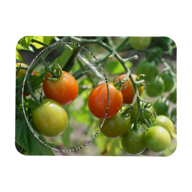 Garden Cherry Tomaten Fügen Sie Ihr Foto Magnet (Horizontal)