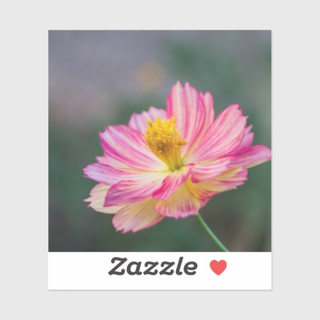 Garden Cosmos Blume Aufkleber (Blatt)