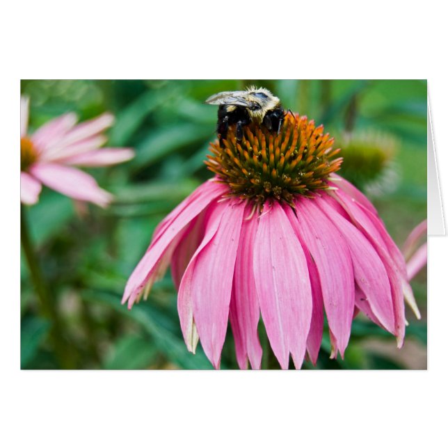 Garden Delight (Vorderseite (Horizontal))