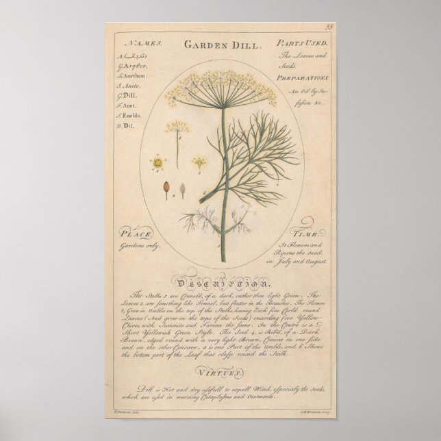 Garden Dill Botanic Print Poster (Vorne)