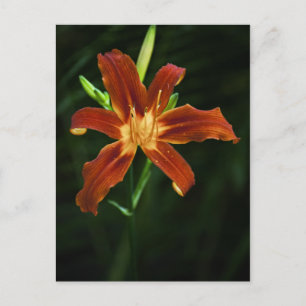 Garden Flame Postcard Postkarte