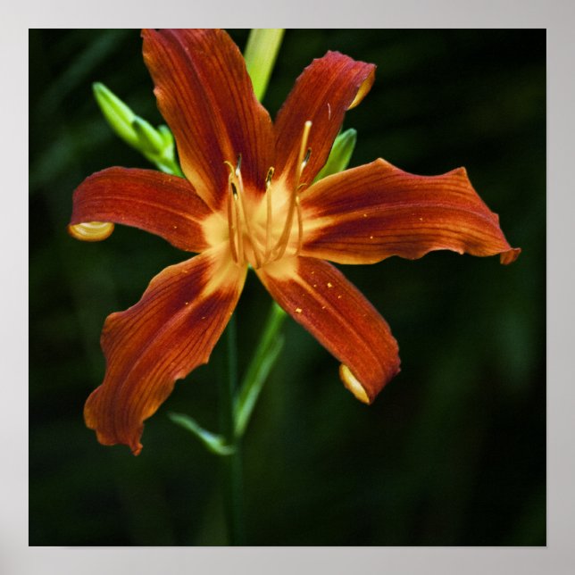 Garden Flame Print Poster (Vorne)