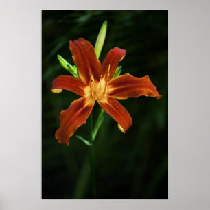 Garden Flame Print Poster