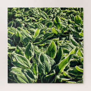 Garden Green White Hosta Pflanze Abstrakt Artistic Puzzle