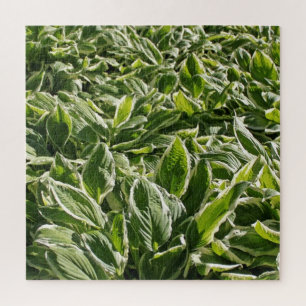 Garden Green White Hosta Pflanze Botanische Prinze Puzzle
