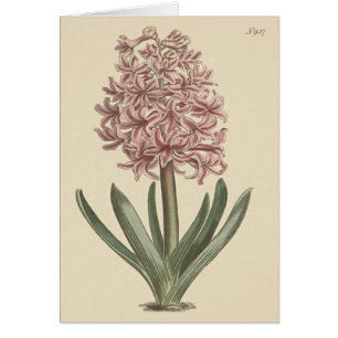 Garden Hyacinth Botanical Illustration
