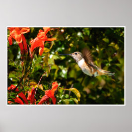 Garden Jewel: Hummingbird in Bloom Poster