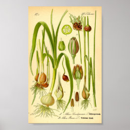 Garden Leek (Allium porrum) Poster