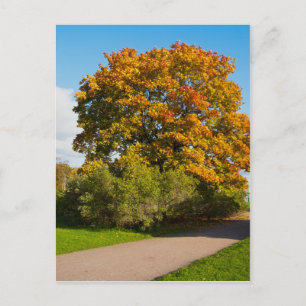 Garden Maple, St. Petersburg Russland Postkarte