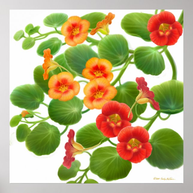 Garden Nasturtium Blume drucken Poster (Vorne)