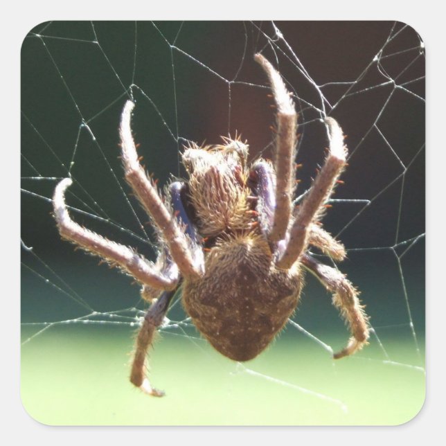 Garden Orb Weaver Spider Sticker (Vorderseite)
