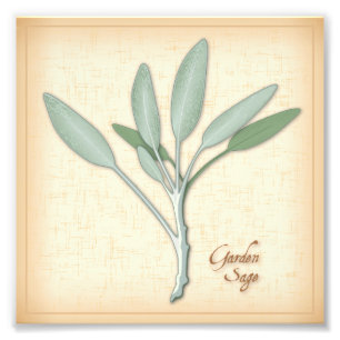 Garden Sage Herb Foto Print