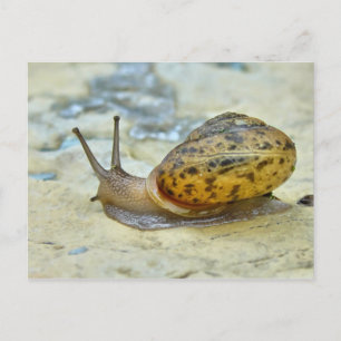 Garden Snail Postcard. Postkarte