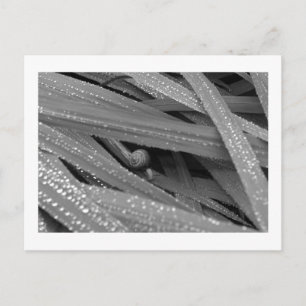 Garden Snail Postcard Postkarte