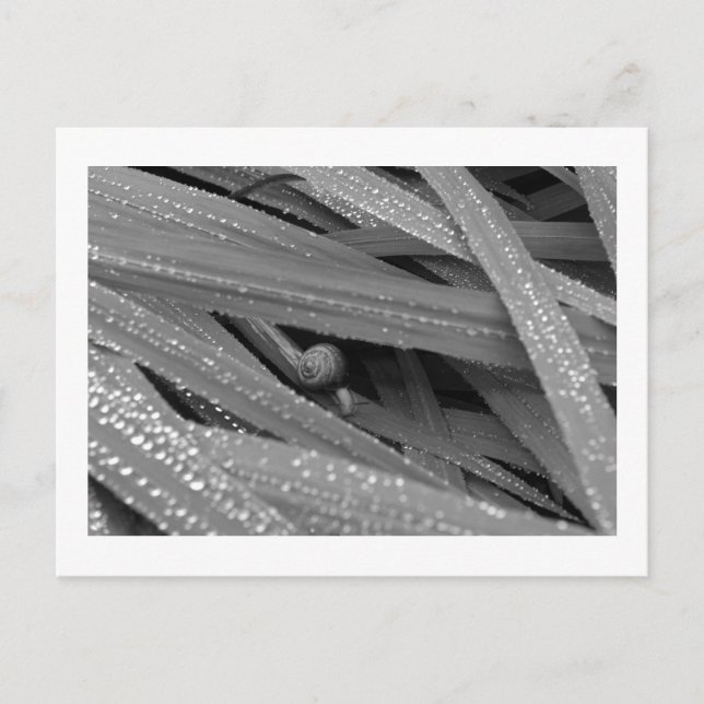 Garden Snail Postcard Postkarte (Vorderseite)