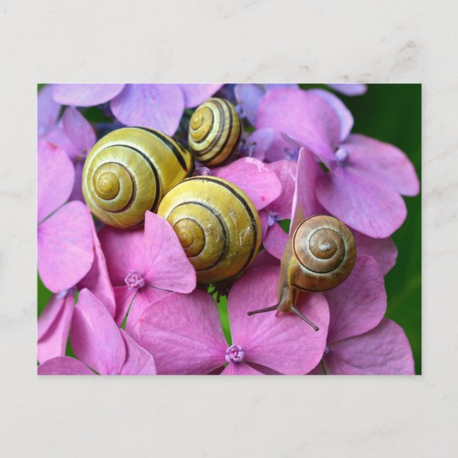 Garden Snails auf rosafarbenen Blume Postkarte (Vorderseite)