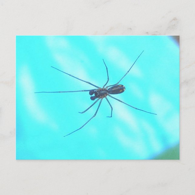 Garden Spider Male Unterhalb Postkarte (Vorderseite)