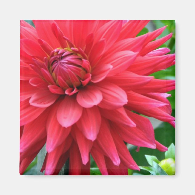 Garden Star Dahlia Magnet (Vorne)