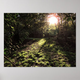Garden Sunshine Print Poster