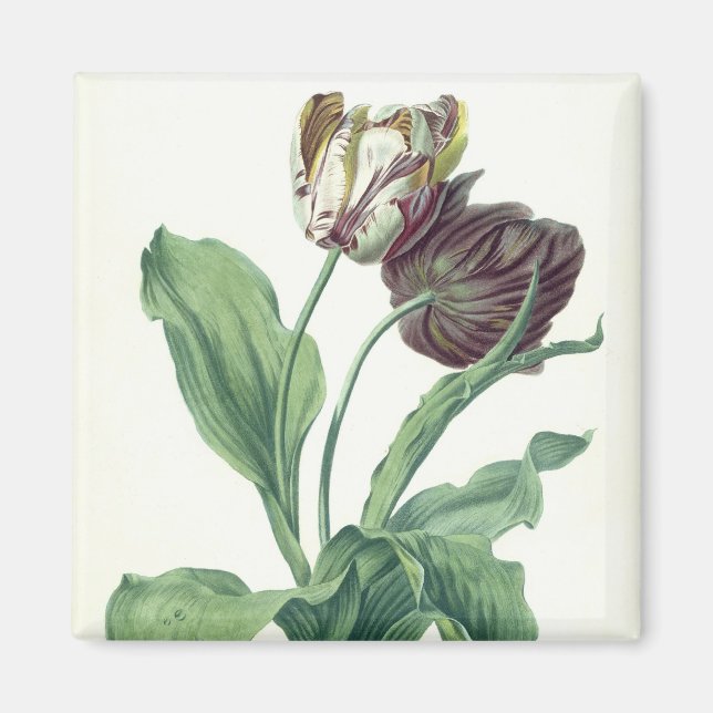 Garden Tulip, aus der "Oper Botanica", mit der Gra Magnet (Vorne)