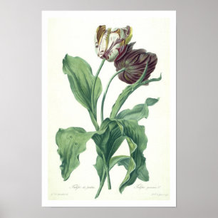 Garden Tulip, aus der "Oper Botanica", mit der Gra Poster