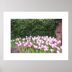 Garden Tulips Picture Poster