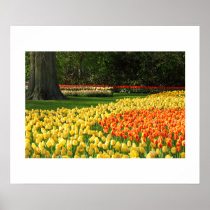 Garden Tulips Poster