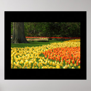 Garden Tulips Poster
